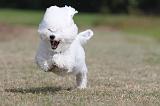 BICHON FRISE 494